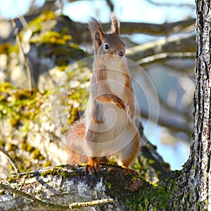 Background close-ups of squirrel posing