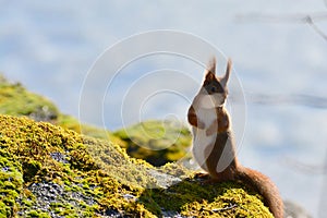 Background close-ups of squirrel posing