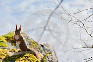Background close-ups of squirrel posing
