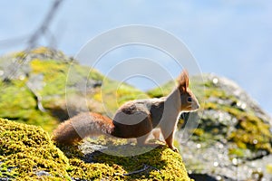 Background close-ups of squirrel posing