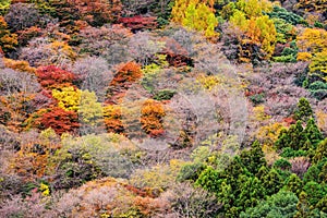 background of closeup Autumn tree color