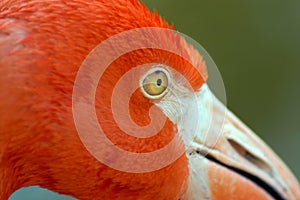 Background Closeup of Flamingo and Eye
