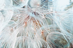 Background closeup fluffy dandelion flower, macro photo