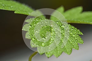 Background with a closeup of a part of a leaf of a strawberry in green color with water drops