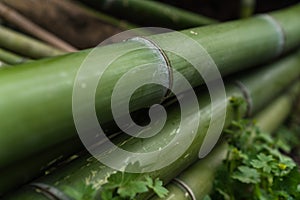 Background closeup photo green bamboo stalks