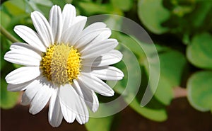 Detailní z malý bílý sedmikráska dokonale kolem květina 