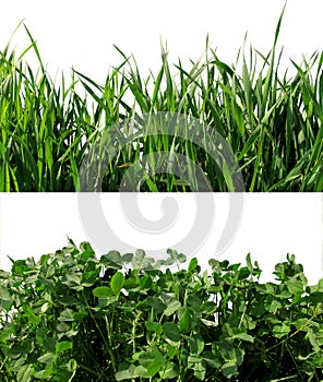 Background: clover and wheat grass.