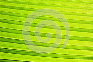 Background of Coconut Leaf