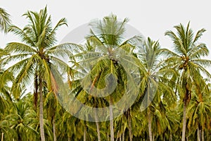 Background Coconut plantation in Srilankan rural area