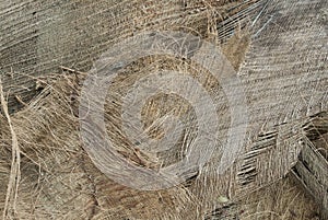 Background of coconut spathe fiber