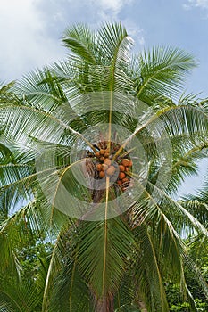 Background of coconut tree.