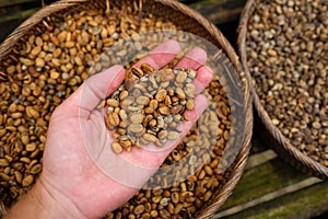 Background of coffee luwak beans