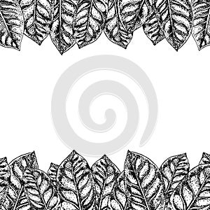 Background with coffee sketch. Vintage vector background. Vector hand drawn leaves. Layout design for packaging