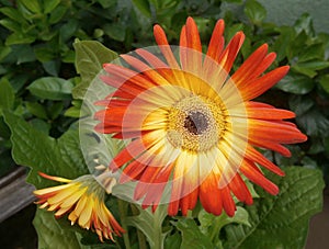 Background with color bright Gerbera Daisies