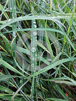 Grass with dew drops , water drops on grass in the morning