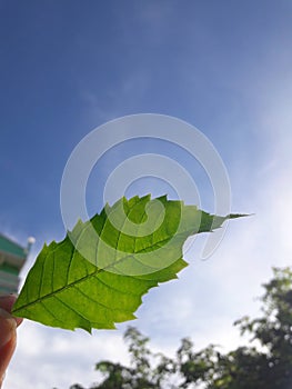 Hand holding a green leaf blue sky backdrop