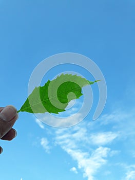 Hand holding a green leaf blue sky backdrop