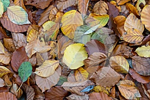 Background of colored autumn leaves