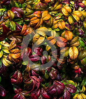 Background of Colorful Autumn Leaves