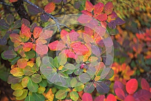 Background of colorful autumn leaves. Autumn. Beautiful cotinus coggygria tree in bright autumn colors