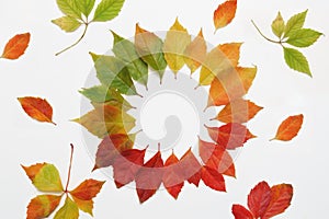 Background with colorful autumn leaves on white