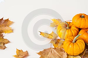 Background of colorful autumn pumpkins and leaves, fall season concept. halloween concept