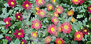 Background of colorful chrysanthemum indicum flowers.