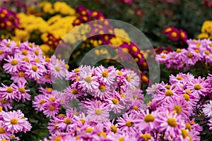 Background of colorful chrysanthemums close-up. Copy space