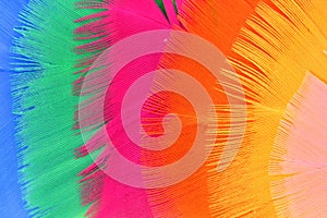 Background with colorful feathers