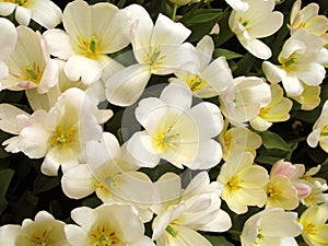 Background of colorful flowers