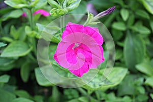 Background of colorful flowers Ipomoea 20397
