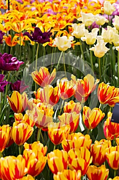 Background of colorful fresh tulips at Keukenhof garden, Holland