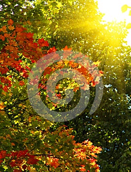 Background of colorful leaves at autumn.