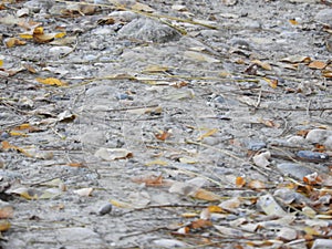 Background of colorful leaves. Autumn Leaves On The Ground