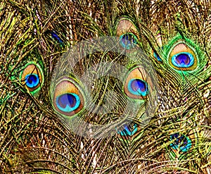 Background with colorful peacock feathers