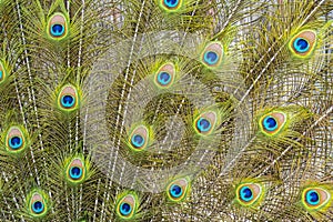 Background from colorful peacock feathers - detail, wallpaper