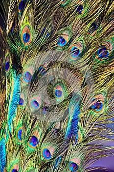 background of colorful peacock feathers symbol of vanity