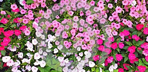 Background of colorful petunia flowers.