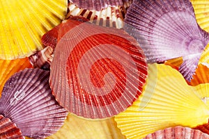 Background of colorful sea shells of mollusk