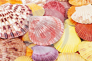 Background of colorful sea shells of mollusk