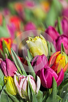 Background of colourful vivid summer flowers