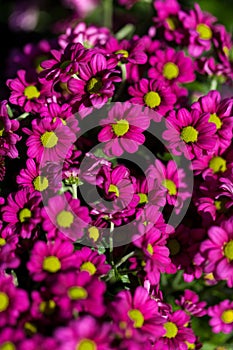 Background of colourful vivid summer flowers