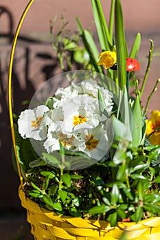 Background of colourful vivid summer flowers