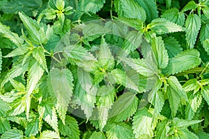 Background of Common nettle, stinging nettle or nettle leaf. Closeup, macro. Urtica dioica