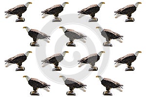 Background with the composition of bald eagles symbol of the USA