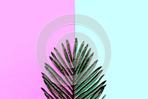 Background Concept. Coconut and palm leave on green and pink background.