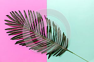 Background Concept. Coconut and palm leave on green and pink background.