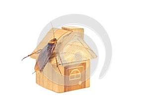 Background.The concept of home invasive pest control and cockroach protection