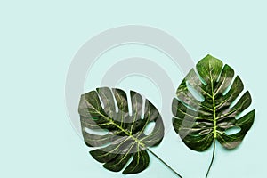 Background Concept. Monstera leave on green background.