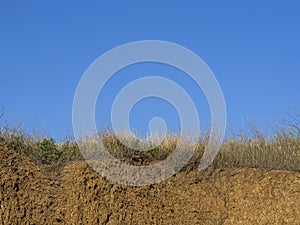 The background consists of a natural cut of loamy soil with dry and green grass, as well as a blue sky